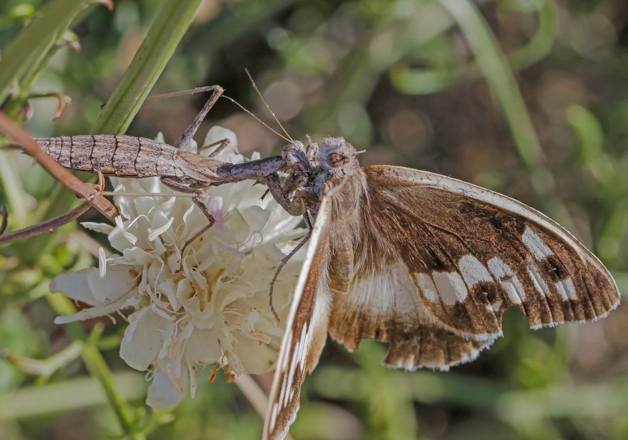 Ameles decolor preda Chazara briseis